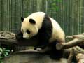 Laro Puzzol ng Pandas online