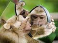 Laro Piraso ng Chimpanzee online