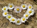 Laro Puzzle "Puso Daisy" online