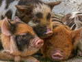 Laro Piglet Piggy Jigsaw  online