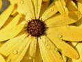 Laro Bulaklak Petals Patak Puzzle online