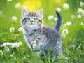 Laro Pusa Puzzle online
