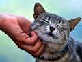 Laro Pusa na Nagtitriklo online