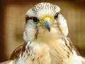Laro Gyrfalcon Jigsaw online