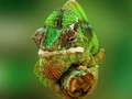 Laro Chameleon Puzzles online