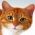 Hanapin ang pusa Hanapin ang pusa online