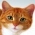 Hanapin ang pusa  online